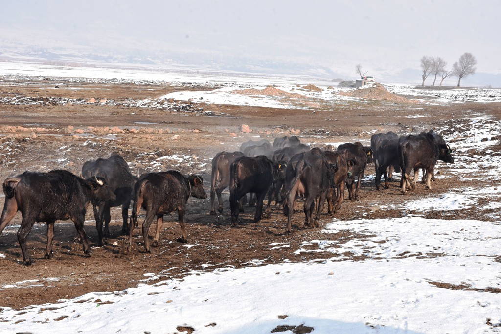 Mandalar eksi 20 derecede kaplıca keyfi yapıyor