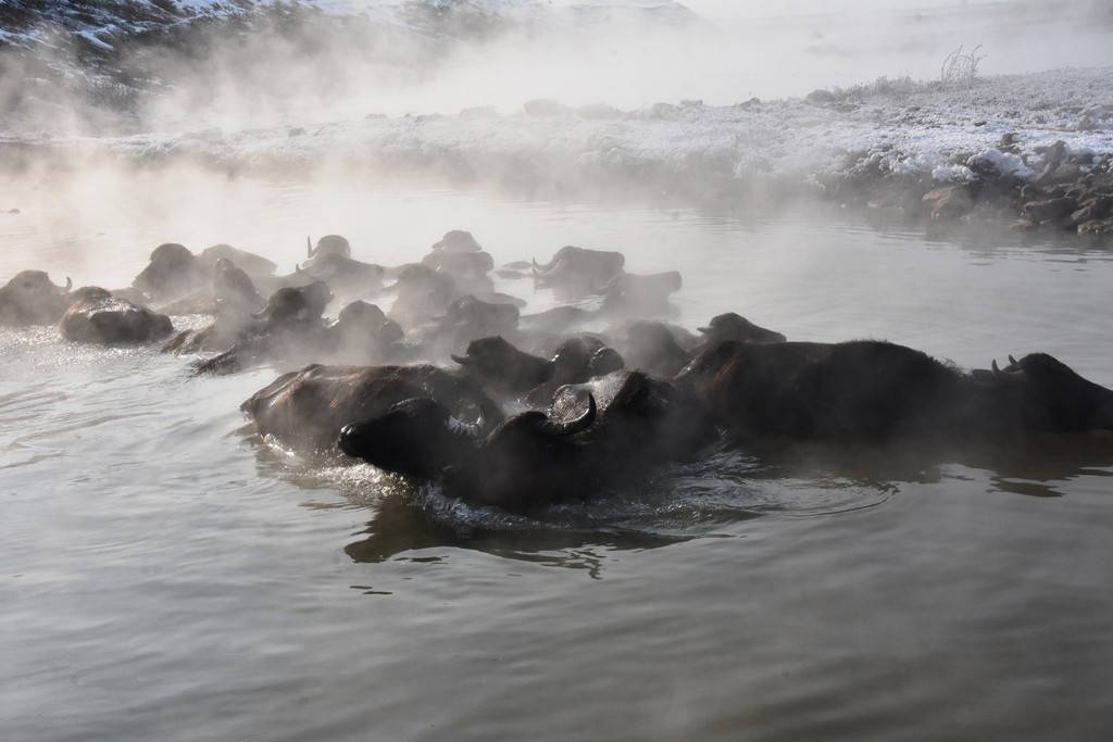 Mandalar eksi 20 derecede kaplıca keyfi yapıyor