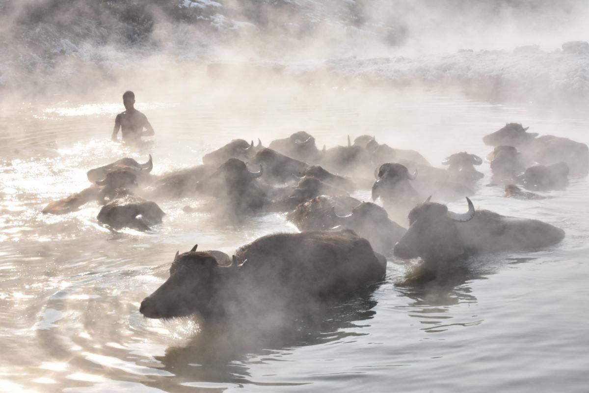 Mandalar eksi 20 derecede kaplıca keyfi yapıyor