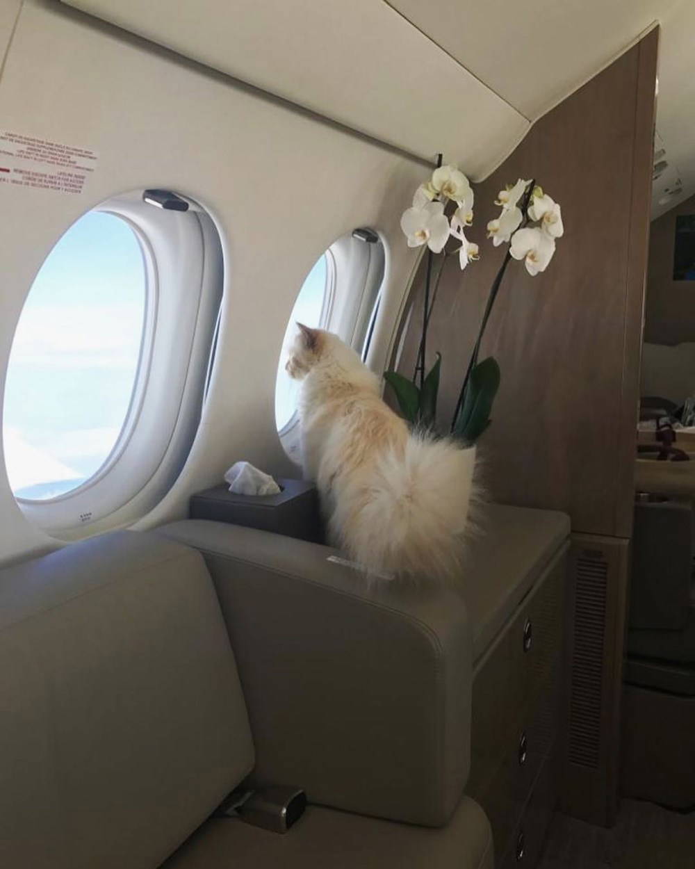 Karl Lagerfeld'in kedisi Choupette mirasın tadını Paris'te çıkarıyor