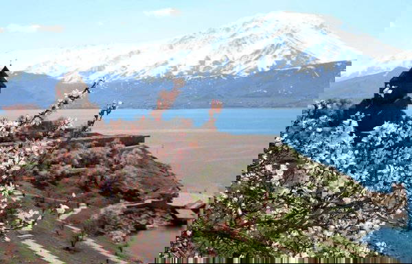 Akdamar Adası çiçek açan badem ağaçlarıyla büyülüyor