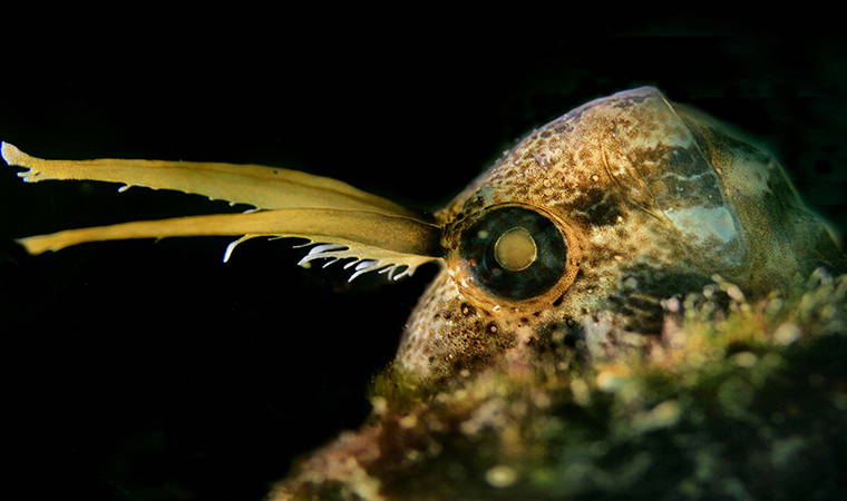 İzmir Körfezi’nden tablo gibi kareler (26.04.2020)