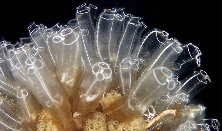 İzmir Körfezi’nden tablo gibi kareler (26.04.2020)