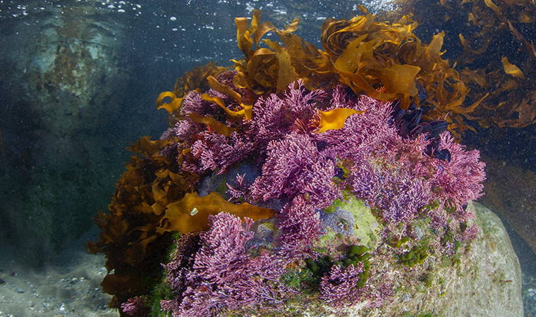 İzmir Körfezi’nden tablo gibi kareler (26.04.2020)