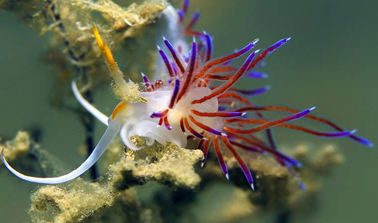 İzmir Körfezi’nden tablo gibi kareler (26.04.2020)