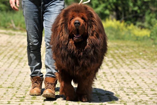 12 ülkeye cins köpek satıyor, değeri 300 bin TL olan da var