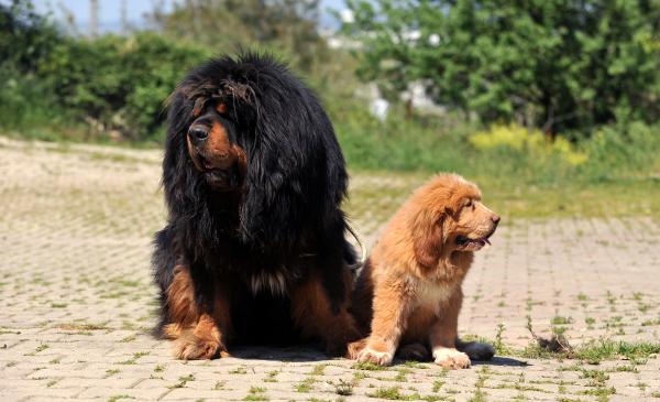 12 ülkeye cins köpek satıyor, değeri 300 bin TL olan da var