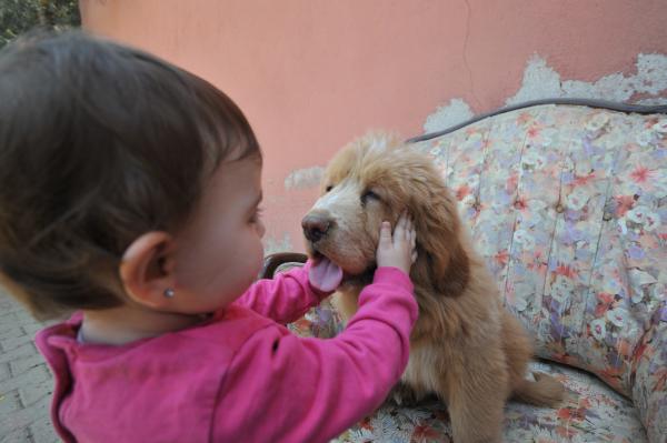 12 ülkeye cins köpek satıyor, değeri 300 bin TL olan da var