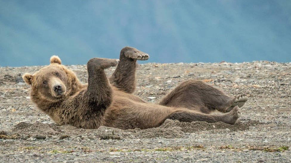Komik yaban hayatı fotoğraf yarışması başvuruları almaya başladı