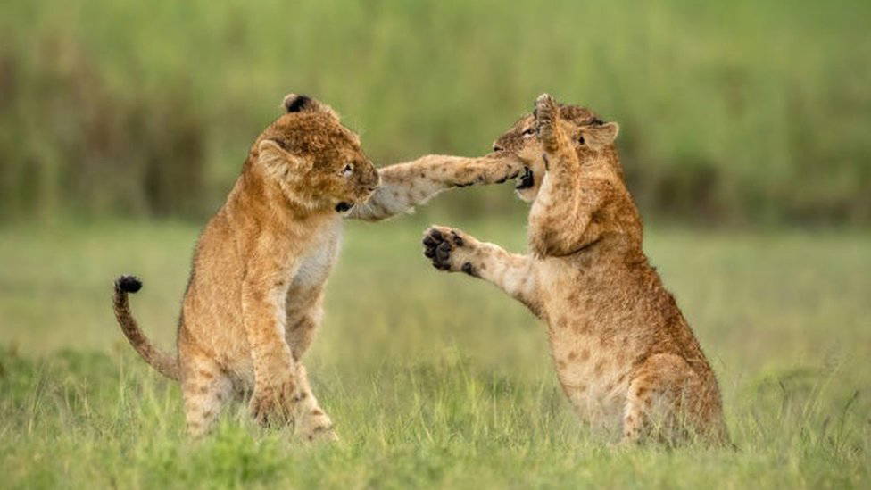 Komik yaban hayatı fotoğraf yarışması başvuruları almaya başladı