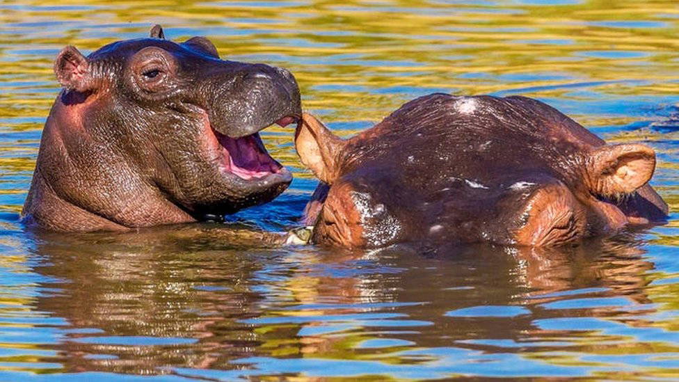 Komik yaban hayatı fotoğraf yarışması başvuruları almaya başladı