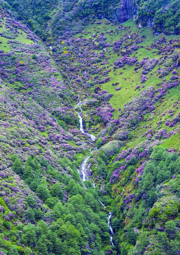 Karadeniz yaylalarını, ormangülü süsledi