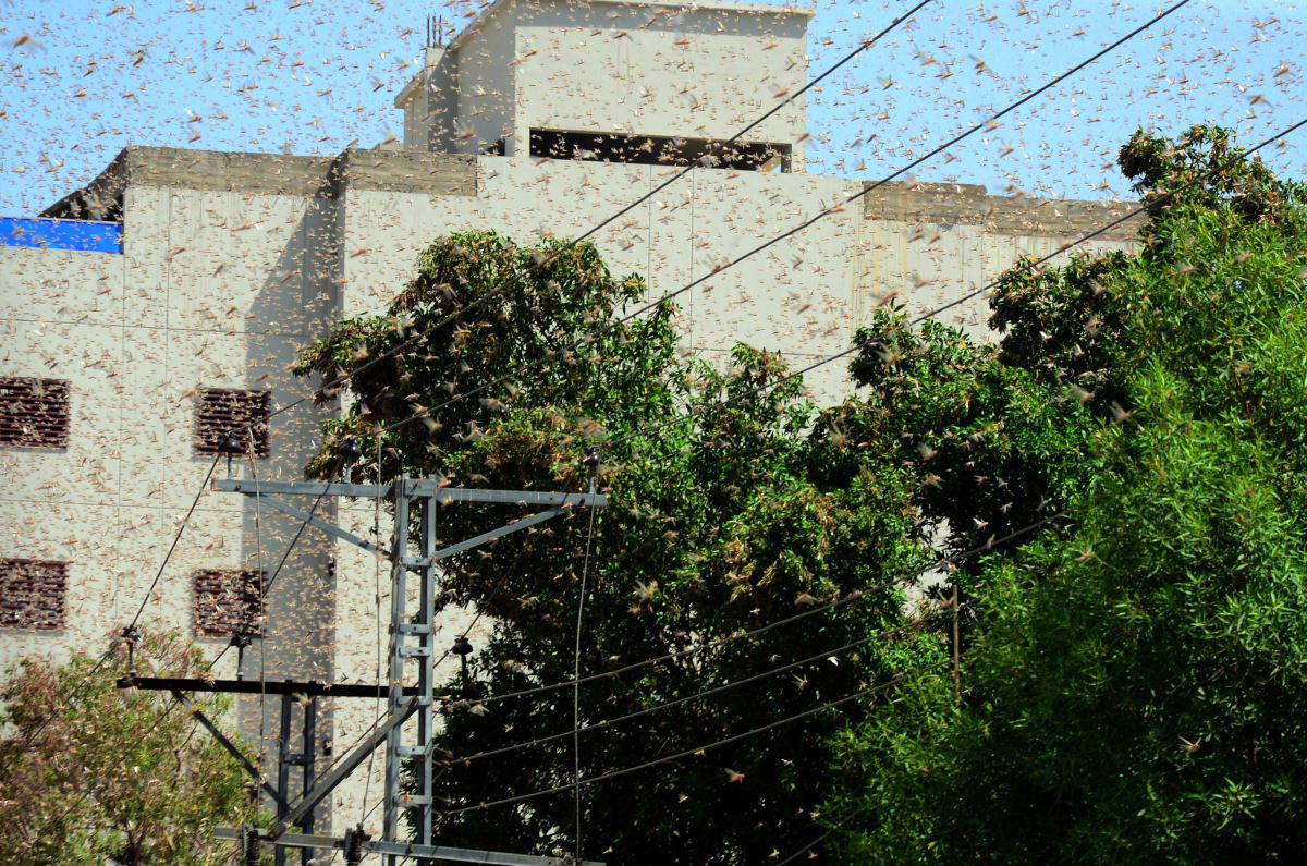 İstilacı çekirgeler kıtalar arası ilerleyişini sürdürüyor