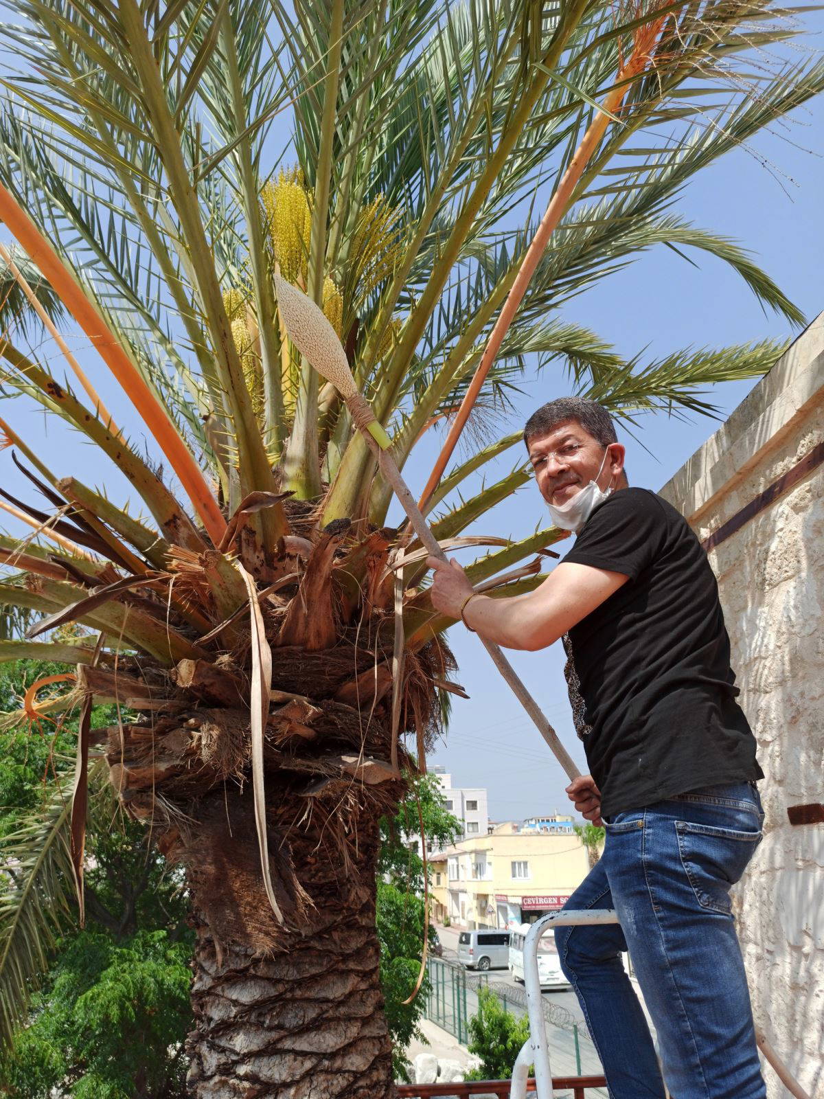 Silifke’de hurma ağaçları evlendiriliyor