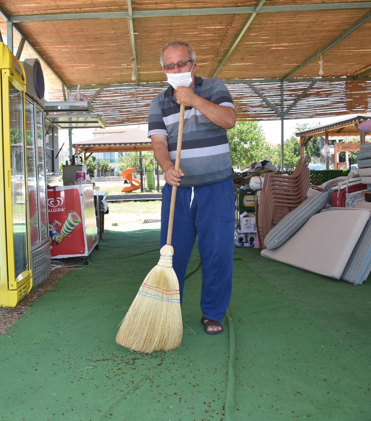 Saros Körfezi kıyıları, uğur böceklerinin istilasına uğradı