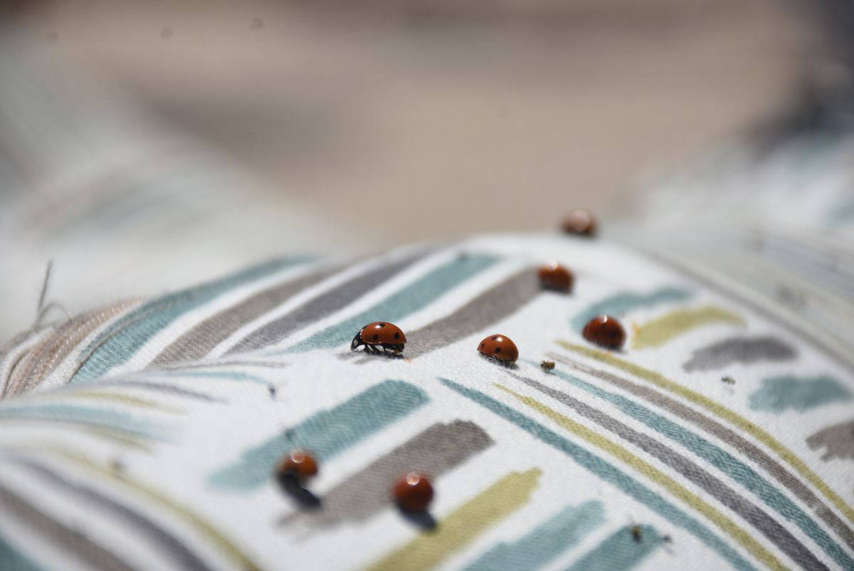 Saros Körfezi kıyıları, uğur böceklerinin istilasına uğradı