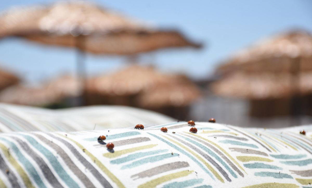 Saros Körfezi kıyıları, uğur böceklerinin istilasına uğradı