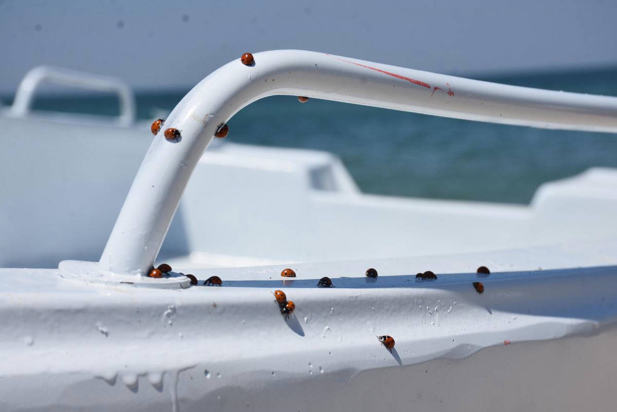 Saros Körfezi kıyıları, uğur böceklerinin istilasına uğradı