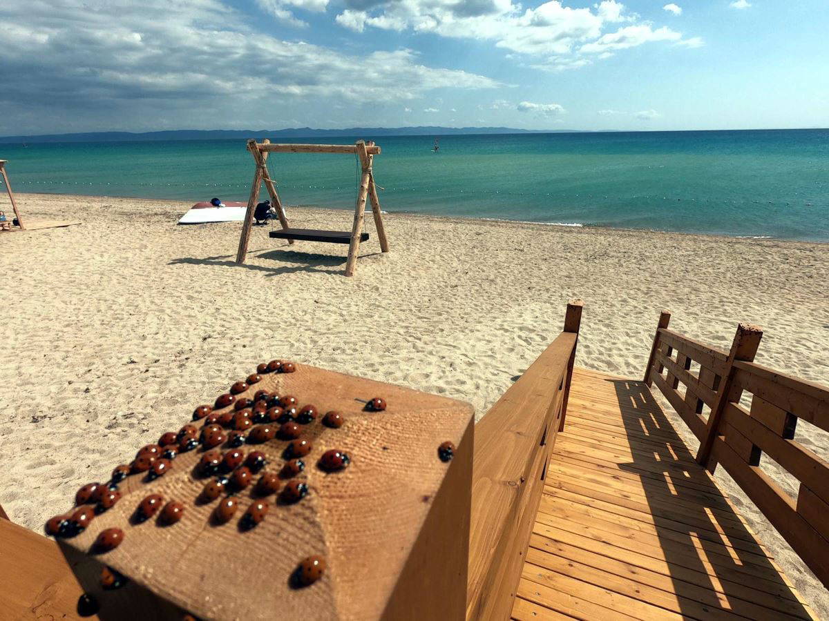 Saros Körfezi kıyıları, uğur böceklerinin istilasına uğradı