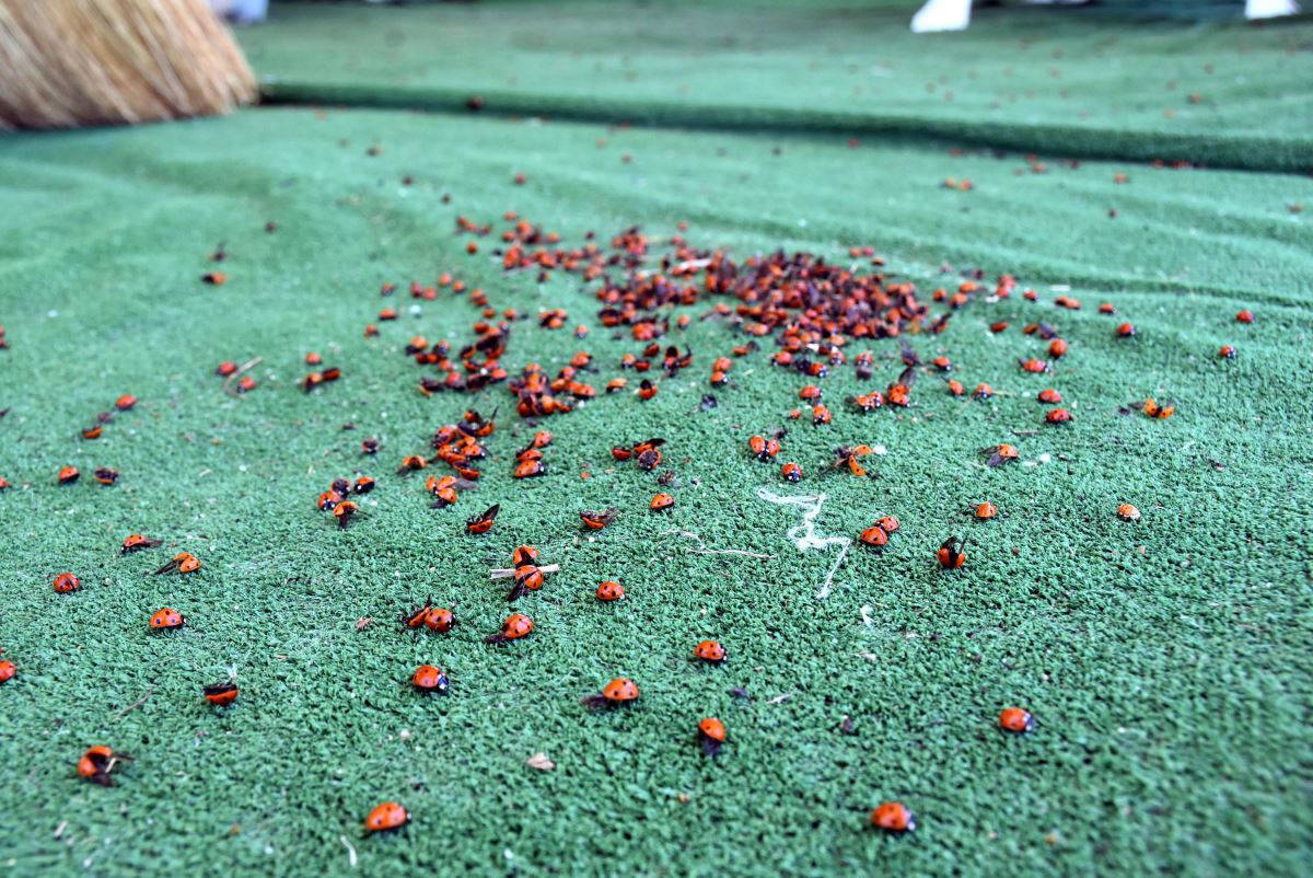Saros Körfezi kıyıları, uğur böceklerinin istilasına uğradı