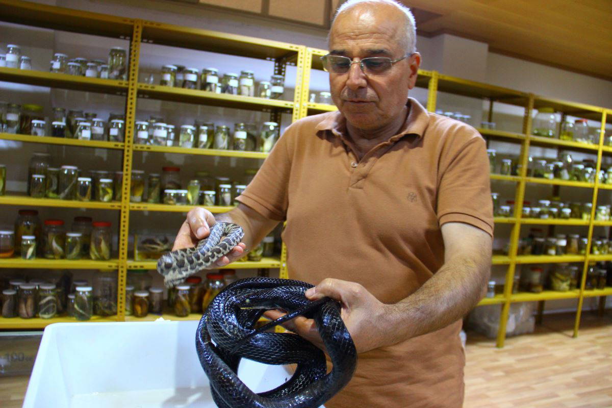 Prof. Dr. Kurtuluş Olgun’un  yılan sevgisi görenleri şaşırtıyor