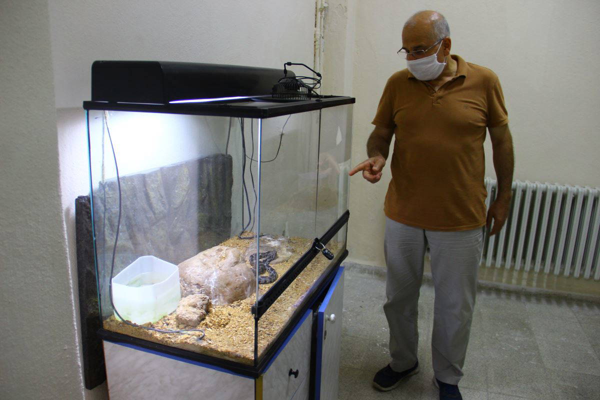 Prof. Dr. Kurtuluş Olgun’un  yılan sevgisi görenleri şaşırtıyor