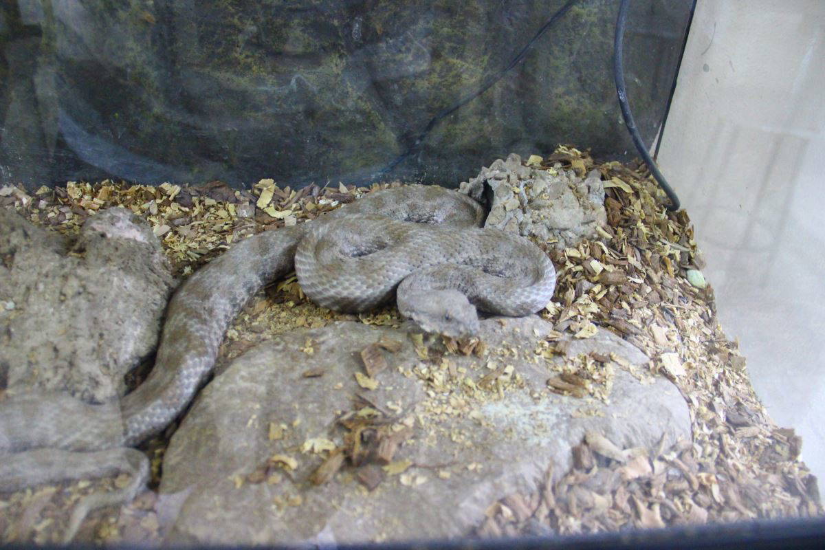 Prof. Dr. Kurtuluş Olgun’un  yılan sevgisi görenleri şaşırtıyor