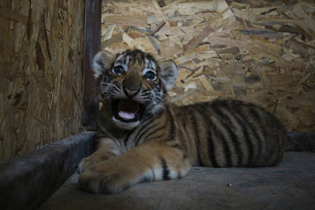 Aslan Park ailesine iki yavru Bengal kaplanı daha katıldı