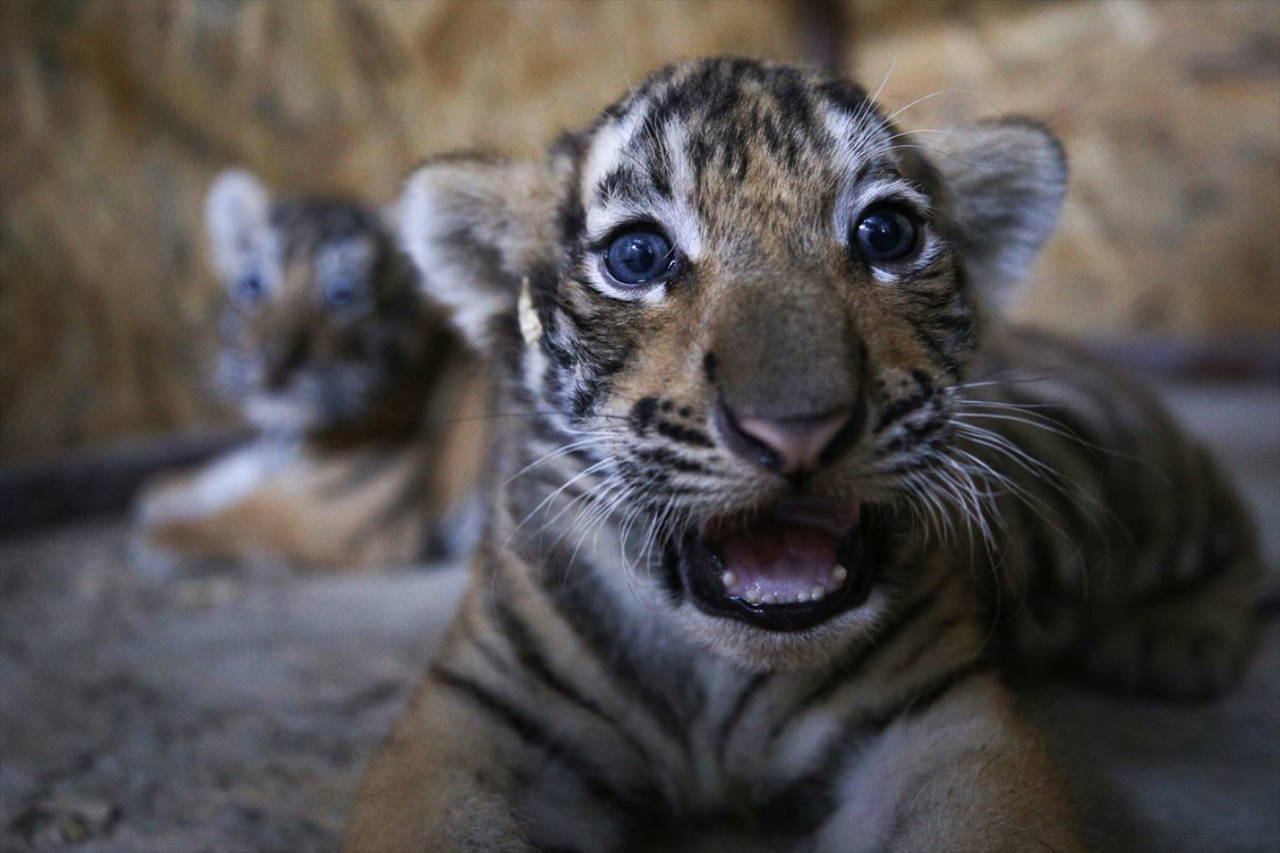 Aslan Park ailesine iki yavru Bengal kaplanı daha katıldı