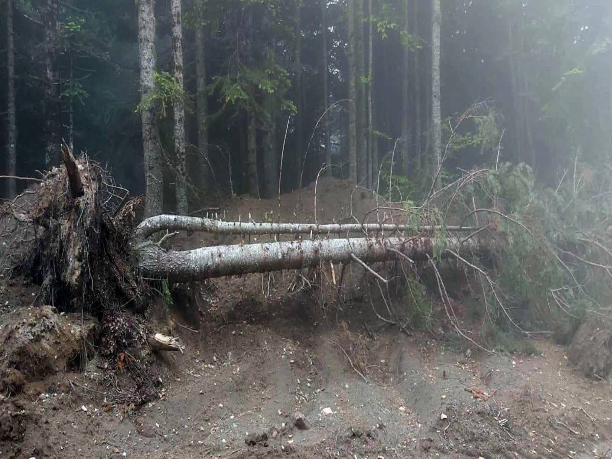 Uludağ'da altyapı çalışması için 1500 ağaç kesildi, tartışma başladı