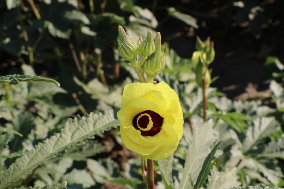Amasya’nın tescilli “gram altını”: Çiçek bamyası