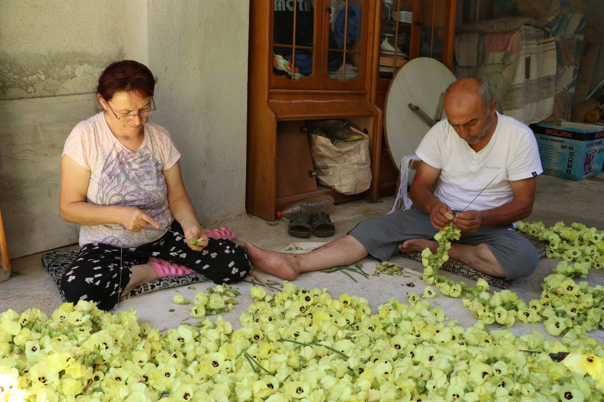 Amasya’nın tescilli “gram altını”: Çiçek bamyası