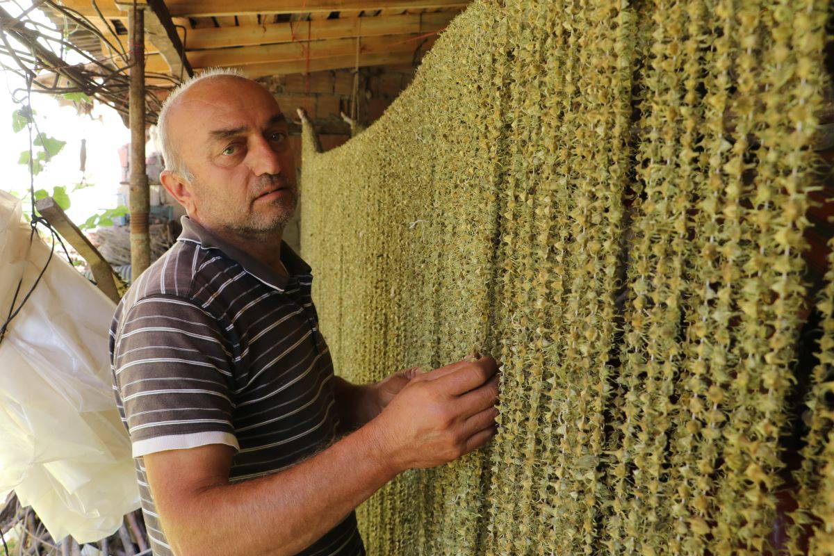 Amasya’nın tescilli “gram altını”: Çiçek bamyası