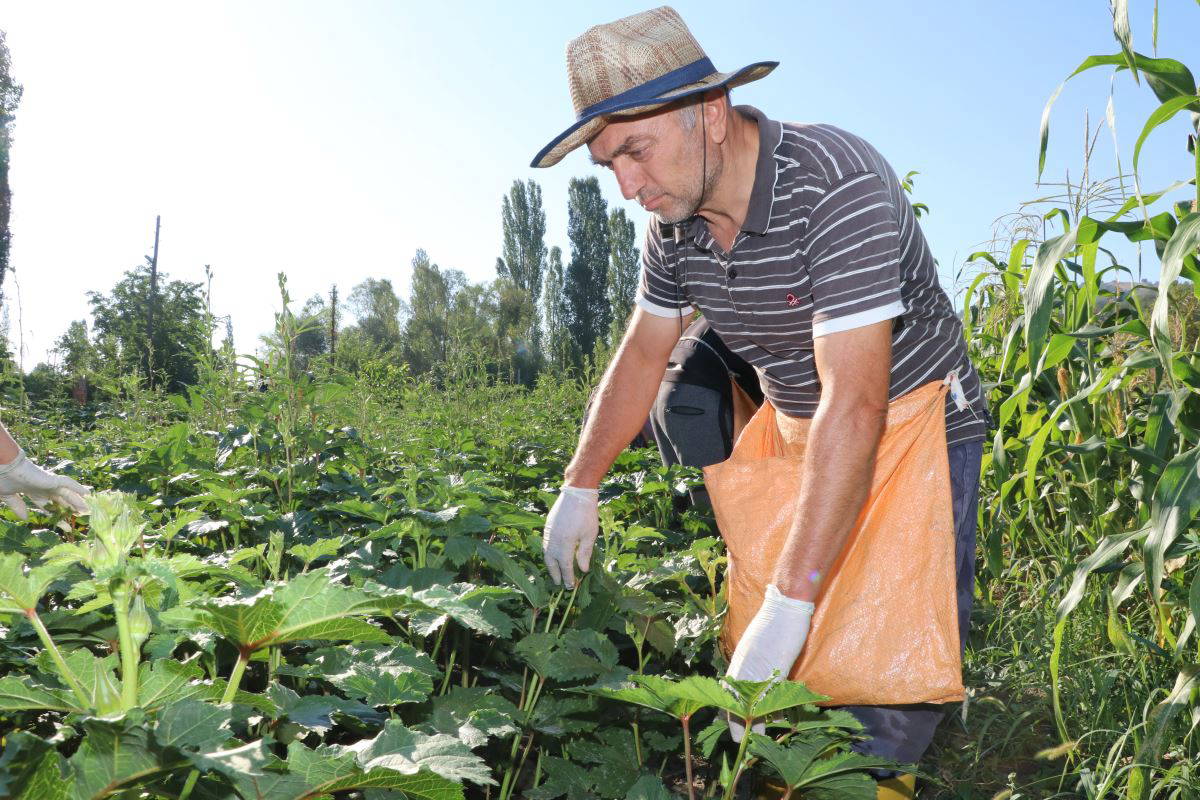 Amasya’nın tescilli “gram altını”: Çiçek bamyası
