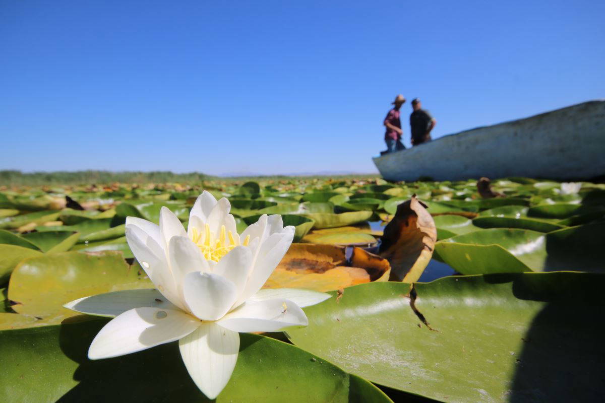 Beyşehir Gölü’nde yetişen nilüferler görsel şölen oluşturuyor