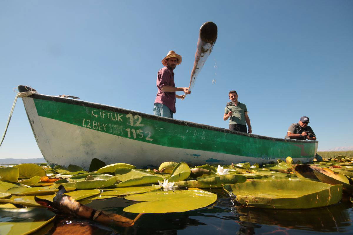 Beyşehir Gölü’nde yetişen nilüferler görsel şölen oluşturuyor