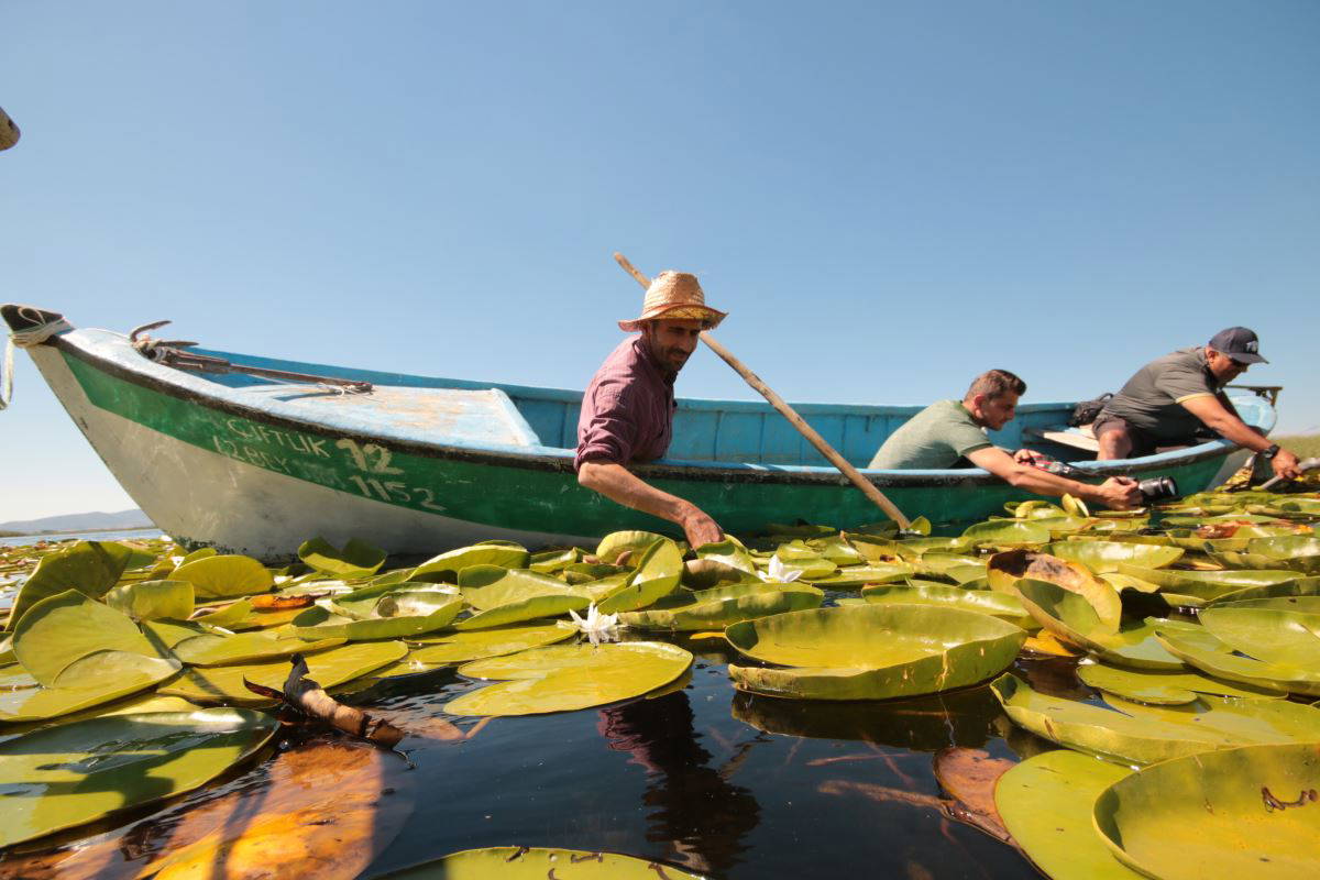 Beyşehir Gölü’nde yetişen nilüferler görsel şölen oluşturuyor
