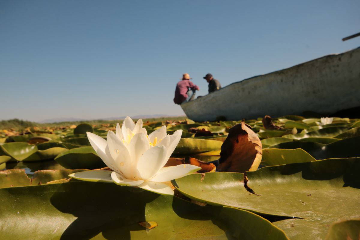 Beyşehir Gölü’nde yetişen nilüferler görsel şölen oluşturuyor