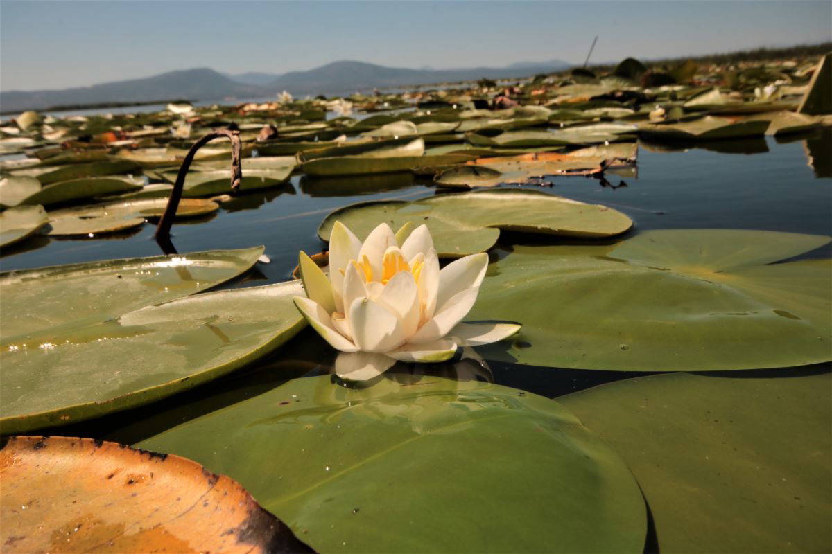 Beyşehir Gölü’nde yetişen nilüferler görsel şölen oluşturuyor
