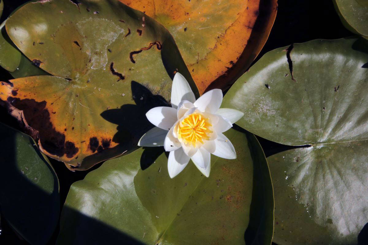 Beyşehir Gölü’nde yetişen nilüferler görsel şölen oluşturuyor