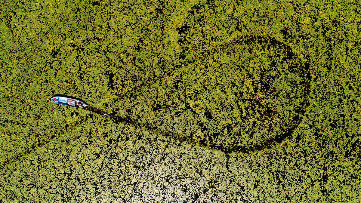 Beyşehir Gölü’nde yetişen nilüferler görsel şölen oluşturuyor