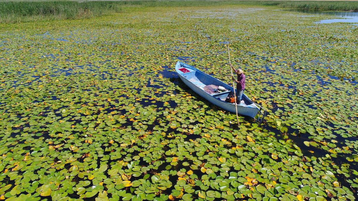Beyşehir Gölü’nde yetişen nilüferler görsel şölen oluşturuyor