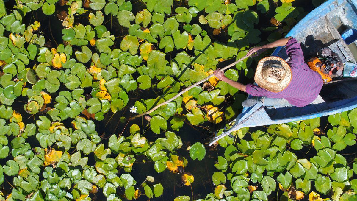 Beyşehir Gölü’nde yetişen nilüferler görsel şölen oluşturuyor