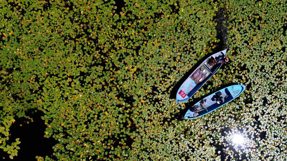Beyşehir Gölü’nde yetişen nilüferler görsel şölen oluşturuyor