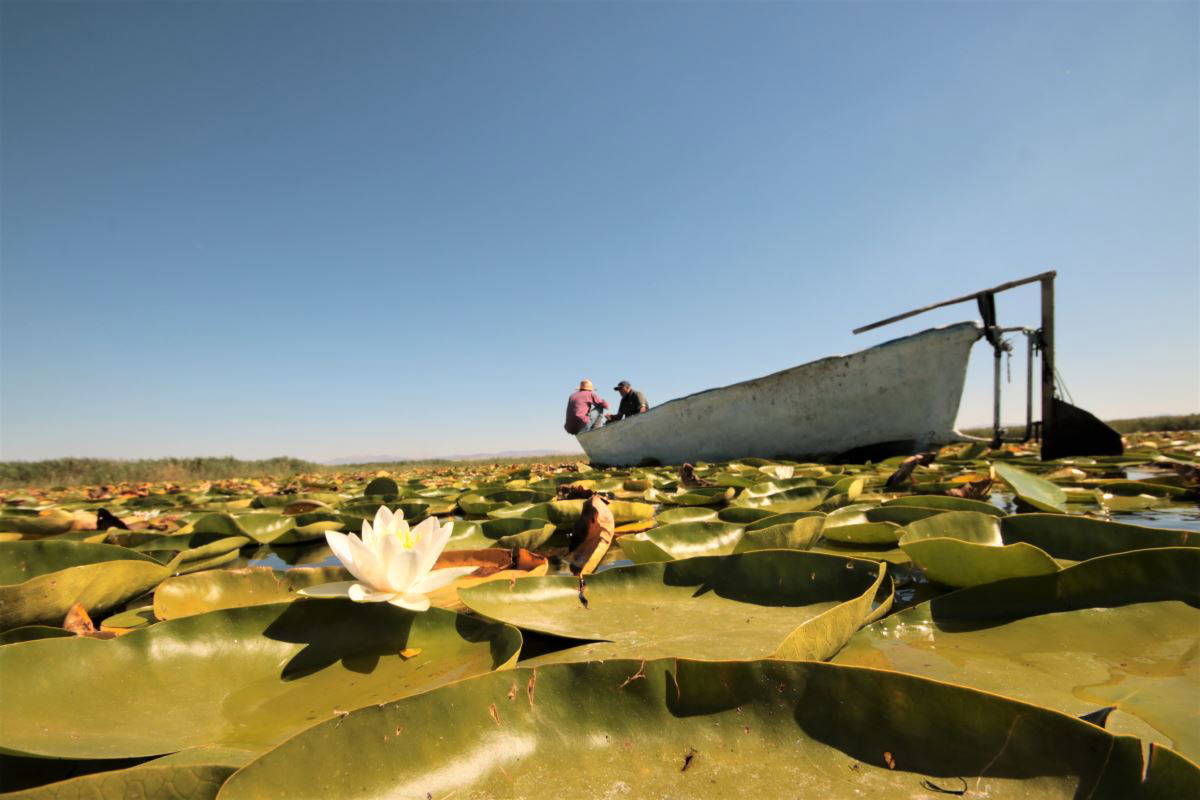 Beyşehir Gölü’nde yetişen nilüferler görsel şölen oluşturuyor