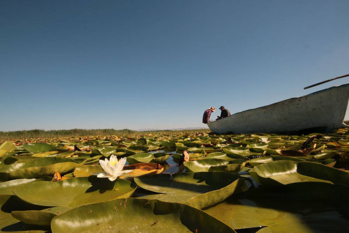 Beyşehir Gölü’nde yetişen nilüferler görsel şölen oluşturuyor