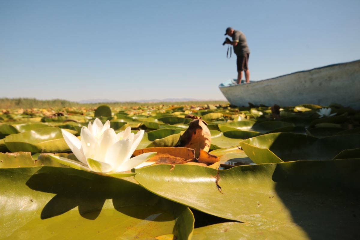 Beyşehir Gölü’nde yetişen nilüferler görsel şölen oluşturuyor