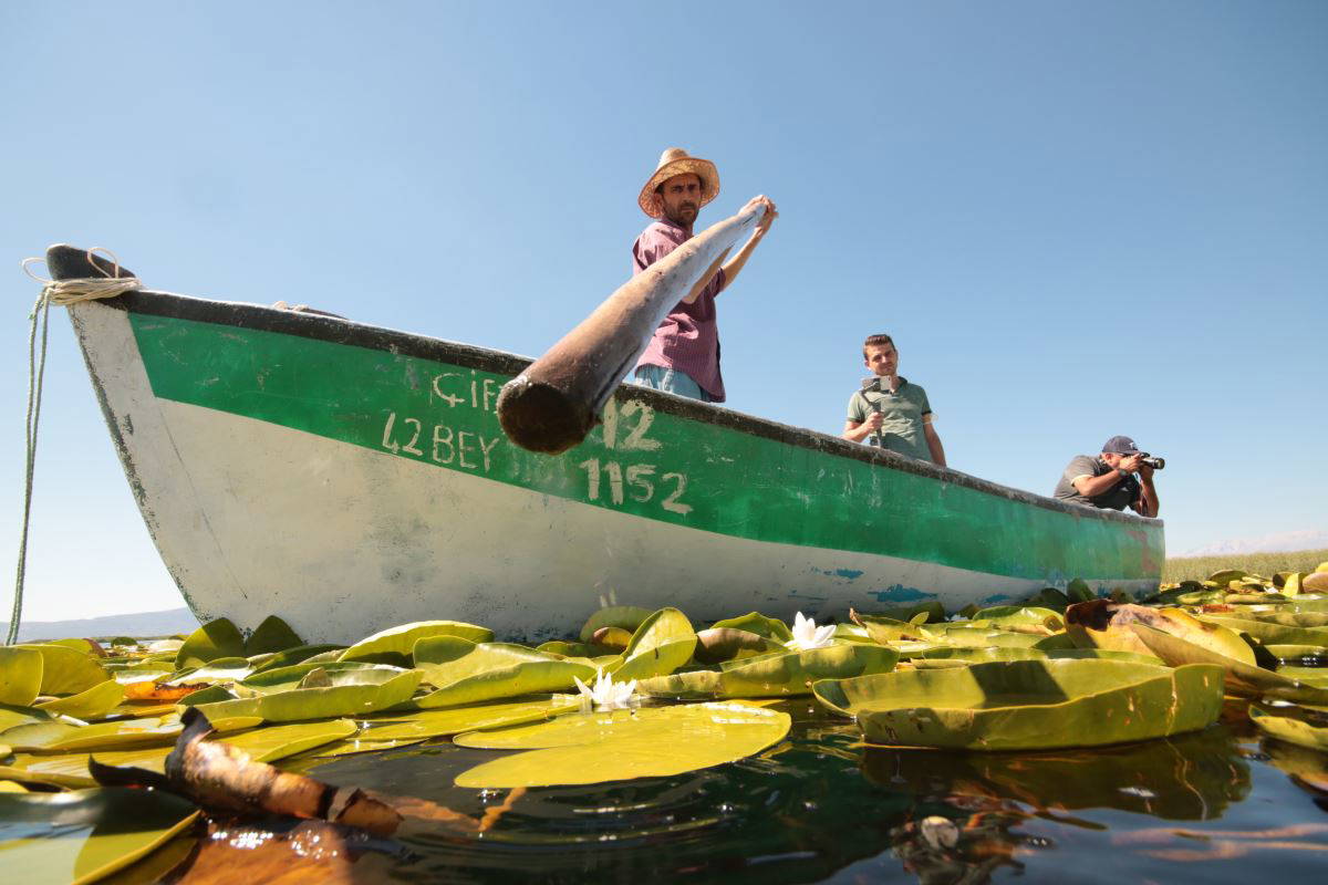 Beyşehir Gölü’nde yetişen nilüferler görsel şölen oluşturuyor
