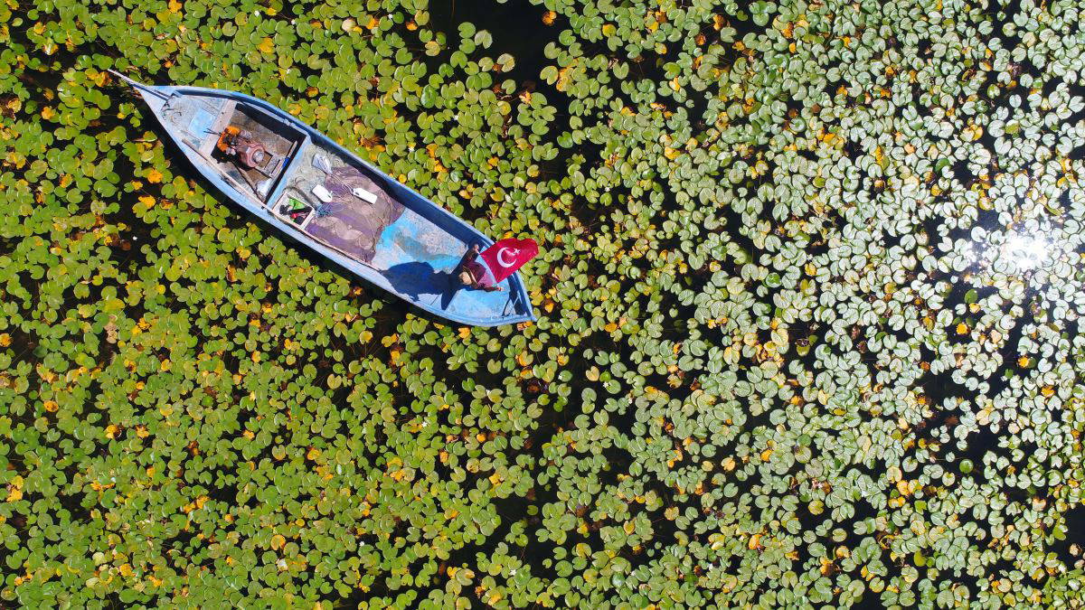 Beyşehir Gölü’nde yetişen nilüferler görsel şölen oluşturuyor