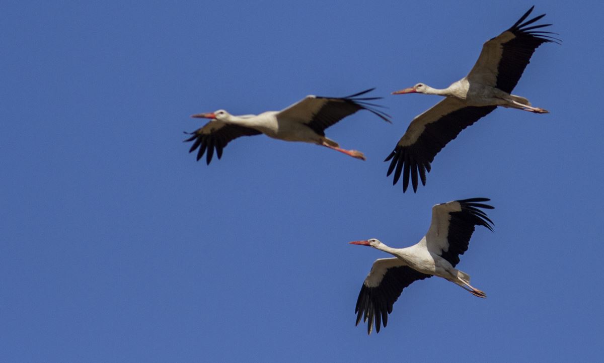 Leyleklerin göç yolculuğuna hayati önlem